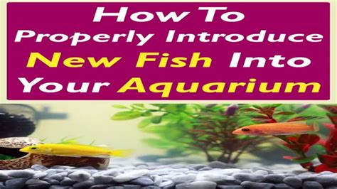 How to Introduce New Fish into Aquarium: A Beginner's Guide to Adding .